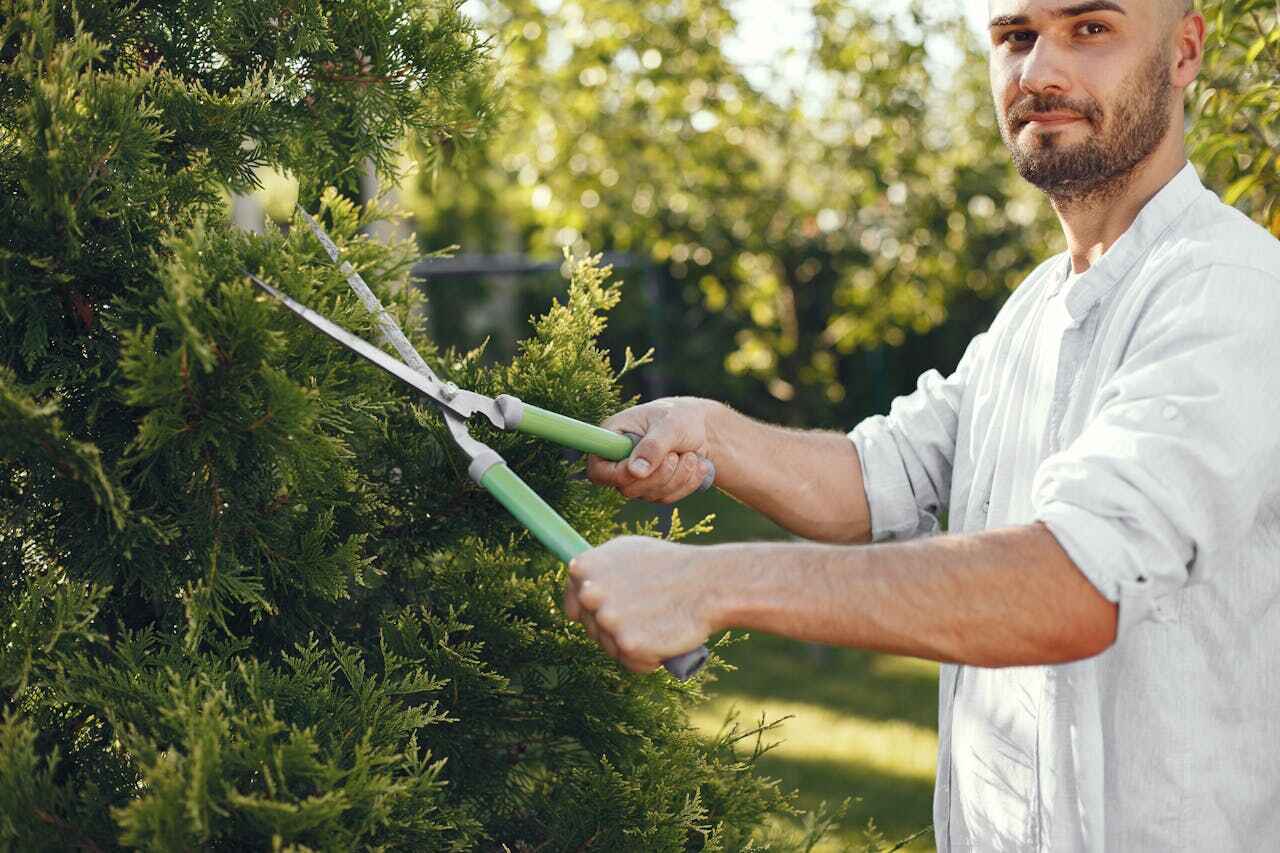 Best Dead Tree Removal  in Aledo, IL